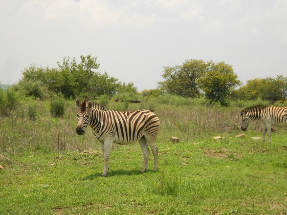 Here's a random picture of a zebra I took a few years ago at the Vaal River. Because this post needs something pretty.